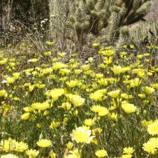 Wildflowers and Pictographs in Southern Anza Borrego