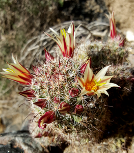 Fishook Cactus in Hornblende Canyon - Anza Borrego