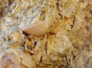 Million year old sea shells embedded in rock -Domelands Coyote Mountains Wilderness