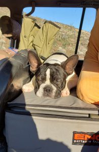 Oliver our Boston Terrier finds camping exhausting.