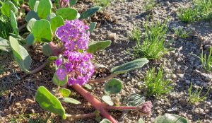 Sand Verbena in Anza Borrego