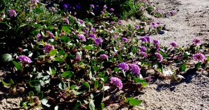 Sand Verbena in Anza Borrego