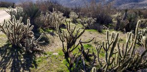 Cholla near Blair Valley