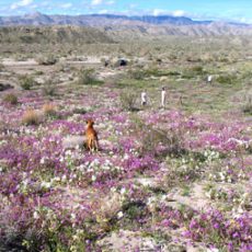 Anza Borrego Super Bloom