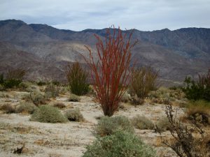 Red Ocotillo in Rockhouse Valley - Anza Borrego