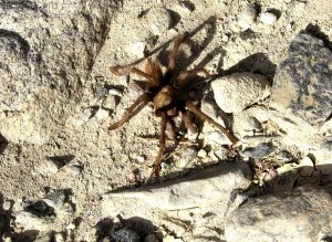 tarantula in rockhouse valley anza borrrego