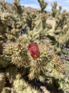 Wolf's Cholla