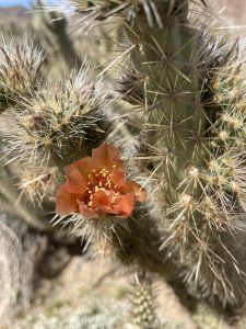 Wolf's Cholla Flowering in Anza Borrego