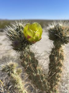 Gander's Cholla Blooming in Anza Borrego