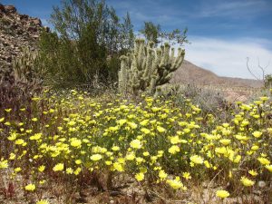 Desert Dandelions near Canebrake - Anza Borrego Desert