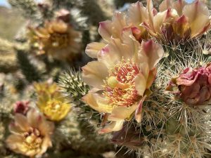 Cholla Blooms in Jojoba Wash - Anza Borrego Desert