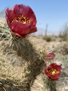 Wolf's Cholla in Jojoba Wash - Anza Borrego Desert