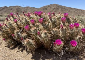 Hedgehog Flowers in Jojoba Wash - Anza Borrego Desert