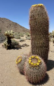 Barrel Cactus Family in Jojoba Wash - Anza Borrego Desert