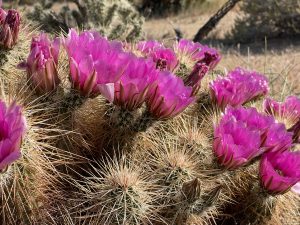 Hedgehog Cactus Flowers in Jojoba Wash - Anza Borrego Desert