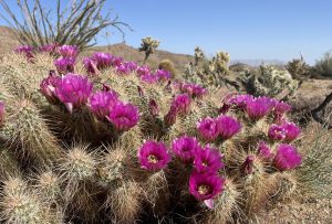 Hedgehog Cactus Flowers in Jojoba Wash - Anza Borrego Desert